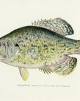 1907 Crappie - Antique Sherman F. Denton Fish Print