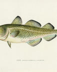 1907 Cod Antique Fish Print by Sherman F. Denton