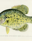 1907 Strawberry Bass - Antique Sherman F. Denton Fish Print