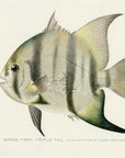1907 Spadefish - Antique Sherman F. Denton Fish Print