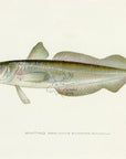 1907 Whiting - Antique Sherman F. Denton Fish Print