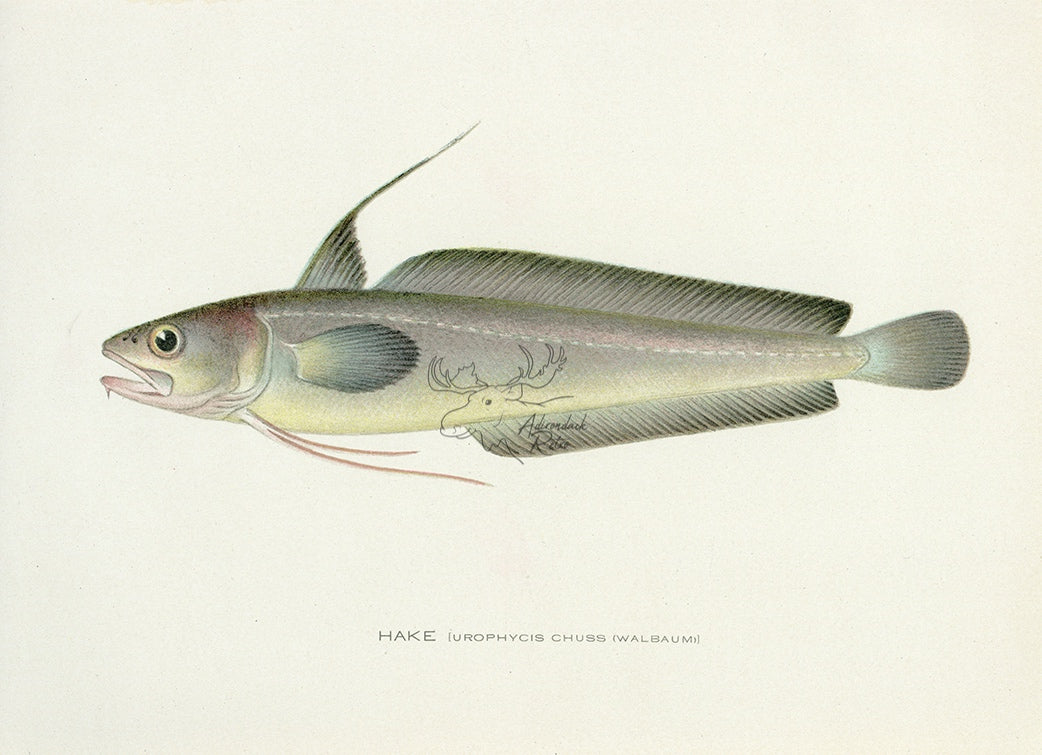 1907 Hake - Antique Sherman F. Denton Fish Print