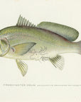 1907 Freshwater Drum - Antique Sherman F. Denton Fish Print