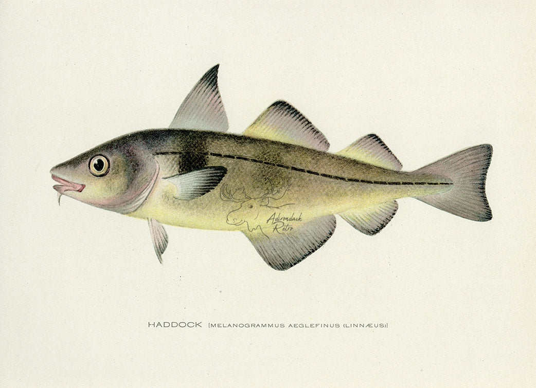 1907 Haddock - Antique Sherman F. Denton Fish Print