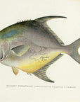 1907 Short Pompano - Antique Sherman F. Denton Fish Print