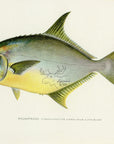 1907 Pompano - Antique Sherman F. Denton Fish Print