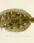 1907 Flounder - Antique Sherman F. Denton Fish Print