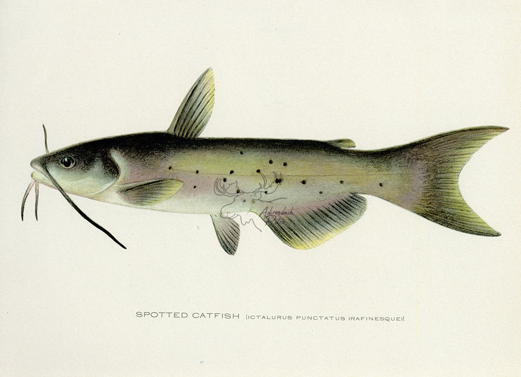 1907 Spotted Catfish - Antique Sherman F. Denton Fish Print