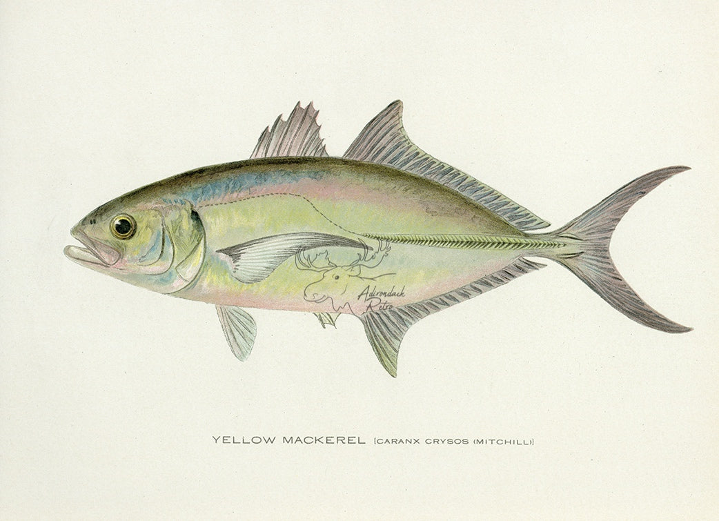1907 Yellow Mackerel - Antique Sherman F. Denton Fish Print