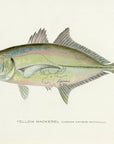 1907 Yellow Mackerel - Antique Sherman F. Denton Fish Print