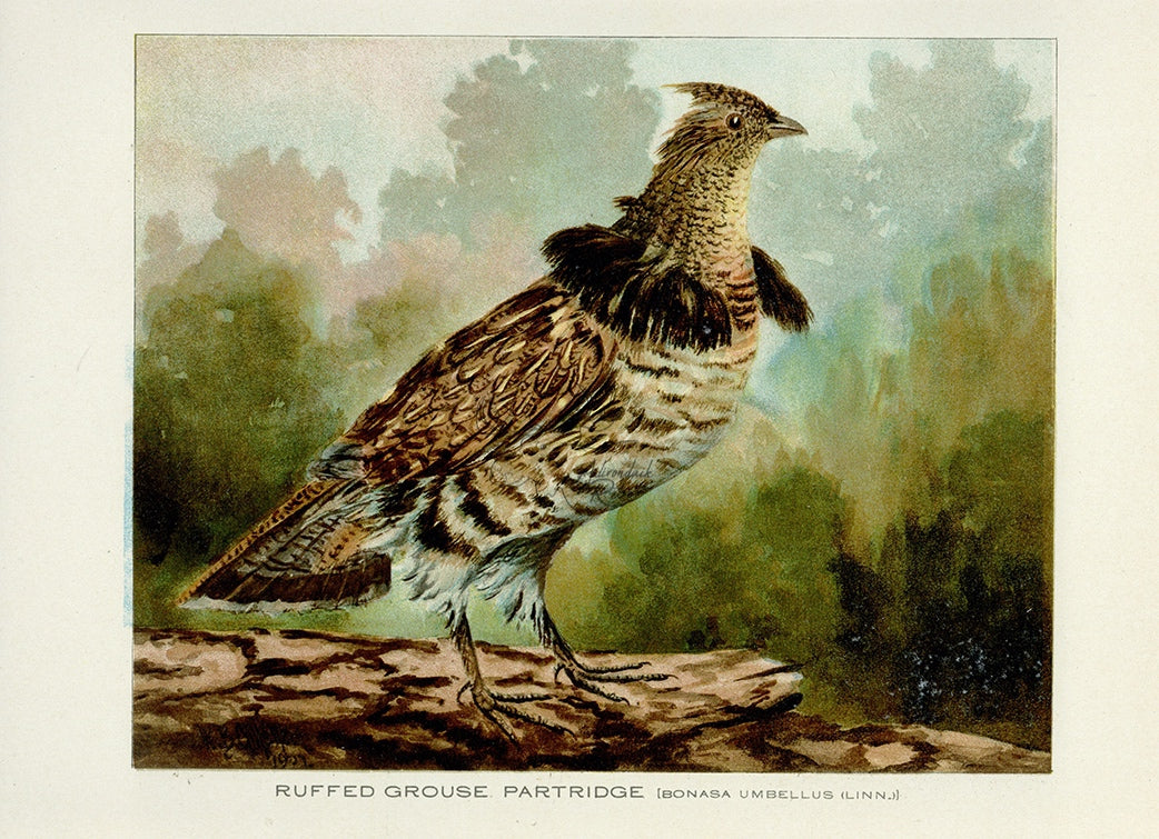 1907 Ruffed Grouse Partridge - Antique William B. Gillette Game Bird Print