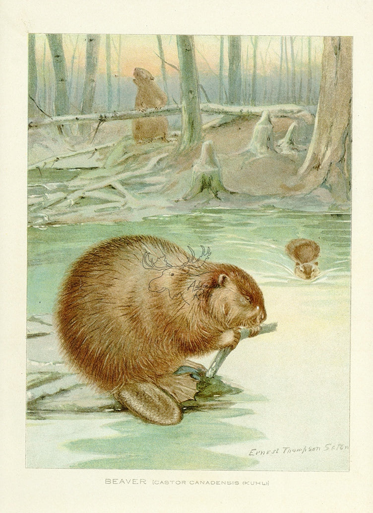 1907 Beaver - Antique Ernest Thompson Seton Rodent Print