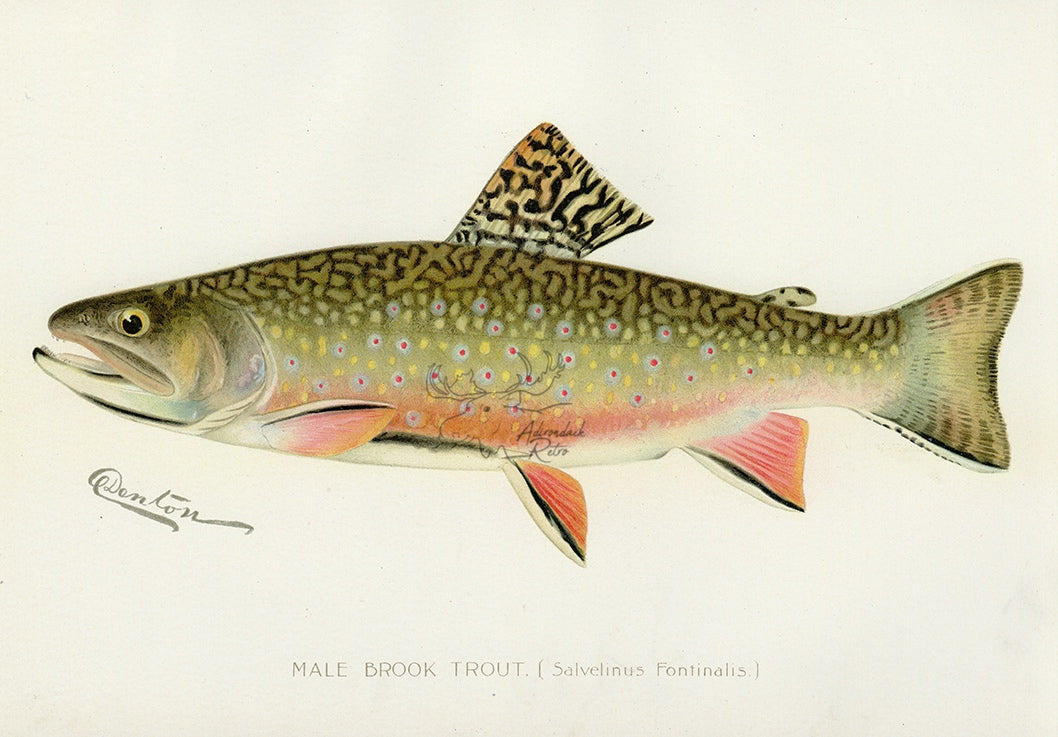 1897 Male Brook Trout - Sherman F. Denton Antique Fish Print
