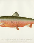 1897 Male Sunapee Trout - Sherman F. Denton Antique Fish Print
