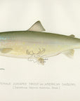 1897 Female Sunapee Trout - Sherman F. Denton Antique Fish Print