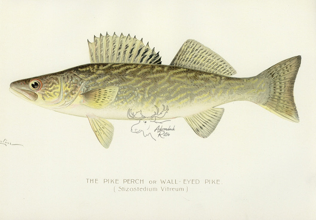 1897 Pike Perch - Sherman F. Denton Antique Fish Print
