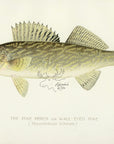 1897 Pike Perch - Sherman F. Denton Antique Fish Print