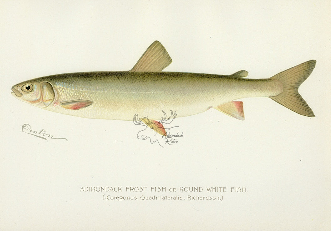 1897 Round Whitefish - Sherman F. Denton Antique Fish Print