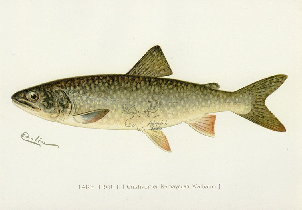 1897 Lake Trout - Sherman F. Denton Antique Fish Print