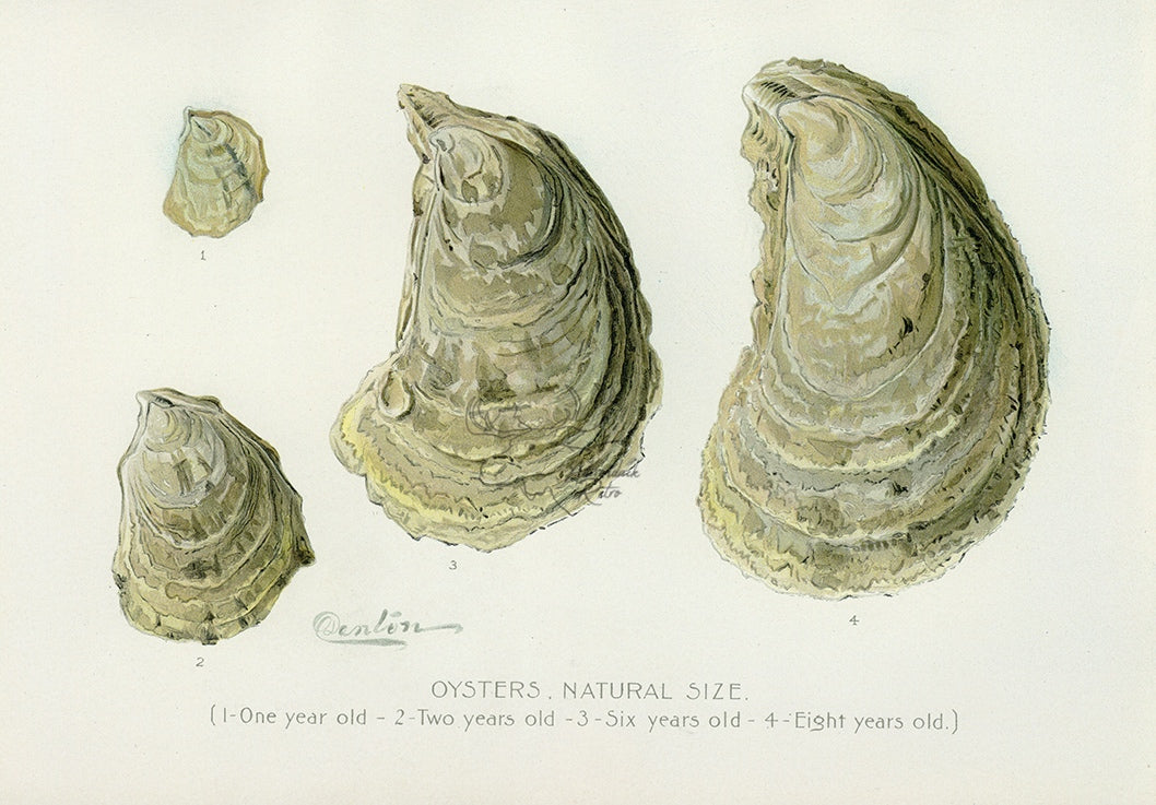 1897 Natural Size Oysters - Sherman F. Denton Antique Mollusk Print