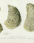 1897 Natural Size Oysters - Sherman F. Denton Antique Mollusk Print