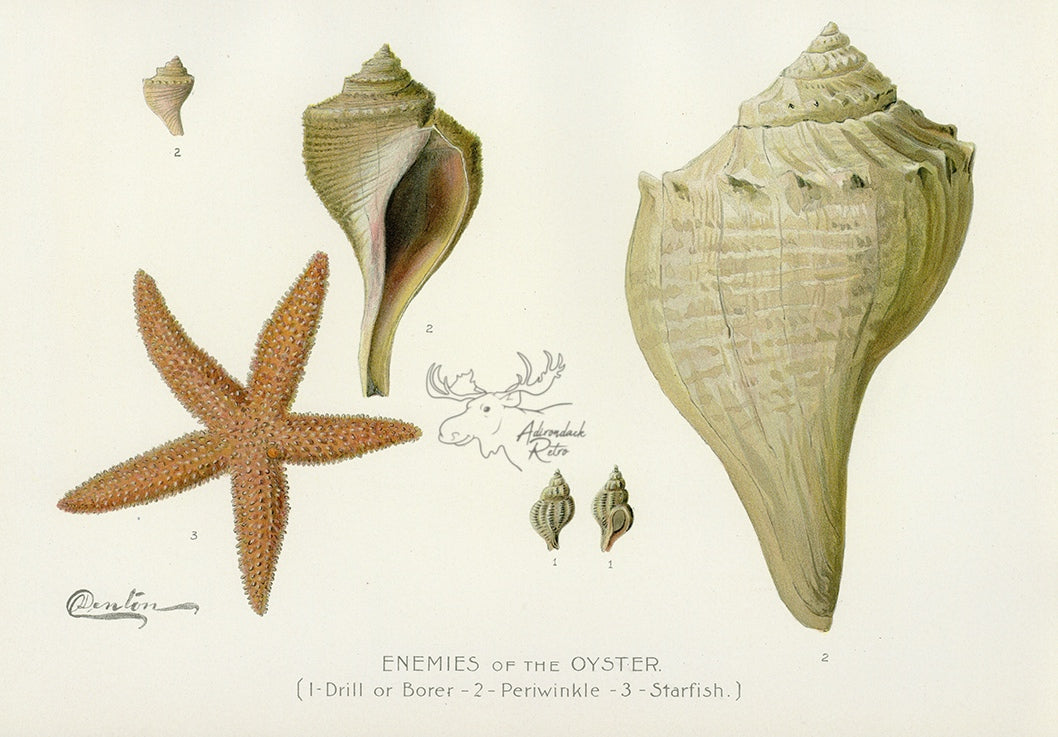 1897 Enemies Of The Oyster - Sherman F. Denton Antique Sea Life Print