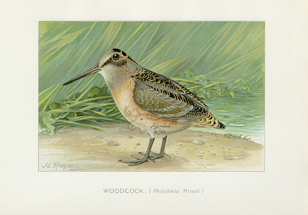 1897 Woodcock - J.L. Ridgway Antique Bird Print