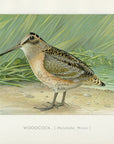 1897 Woodcock - J.L. Ridgway Antique Bird Print