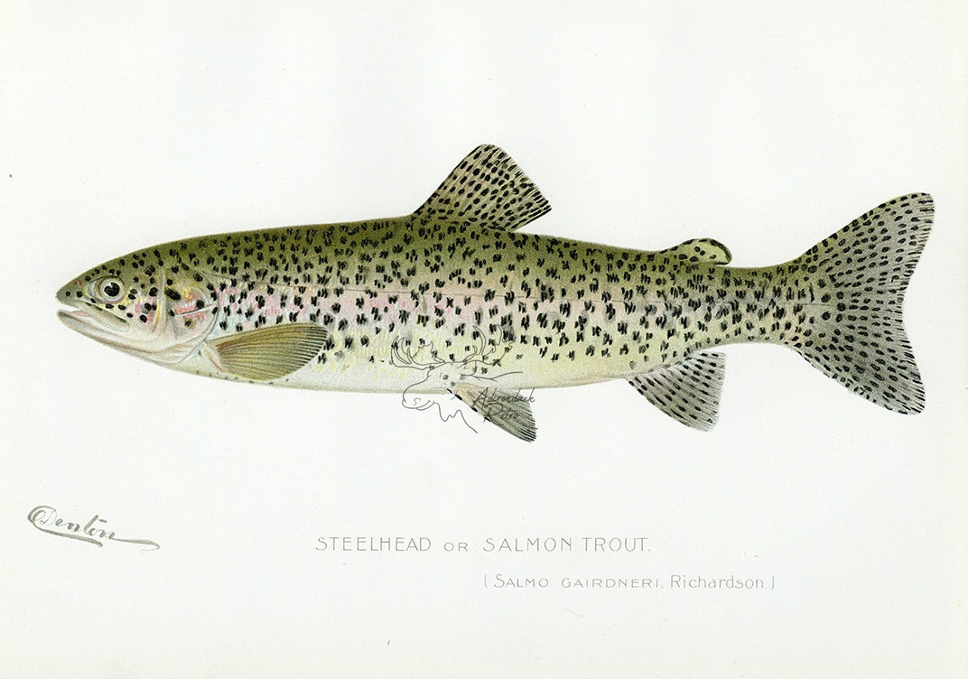 1898 Steelhead Trout - Sherman F. Denton Antique Fish Print