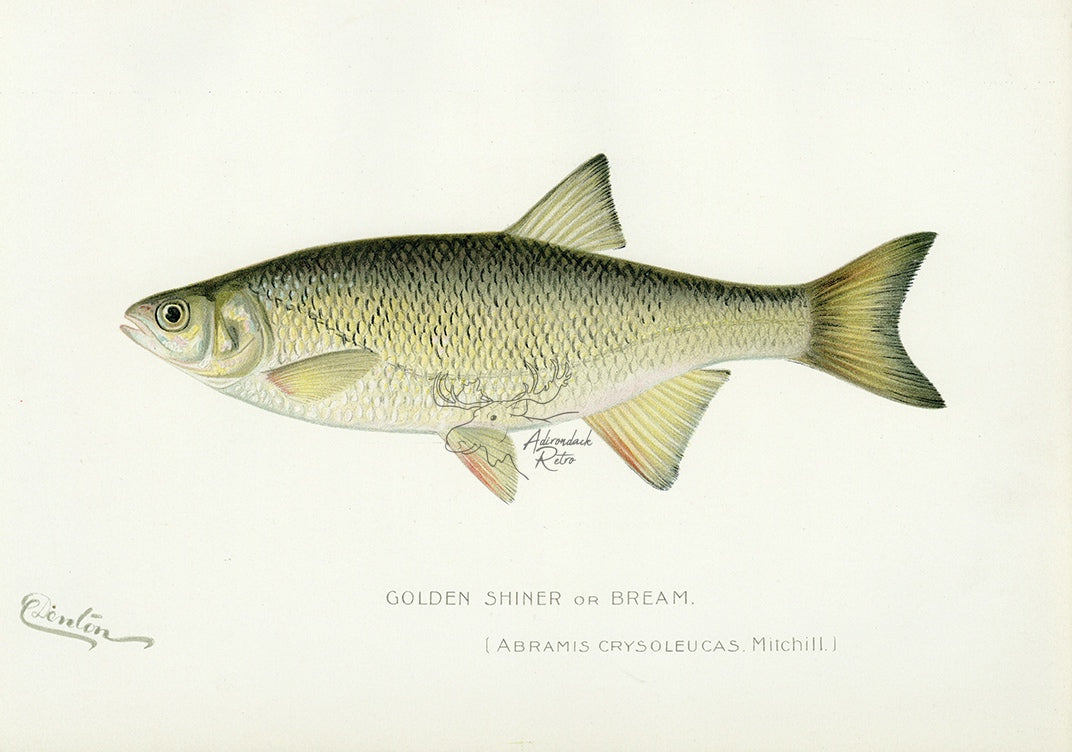 1898 Golden Shiner - Sherman F. Denton Antique Fish Print
