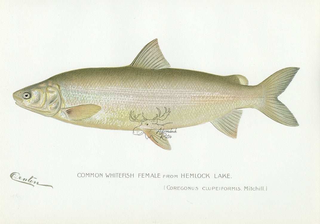 1898 Female Common Whitefish From Hemlock Lake - Sherman F. Denton Ant ...