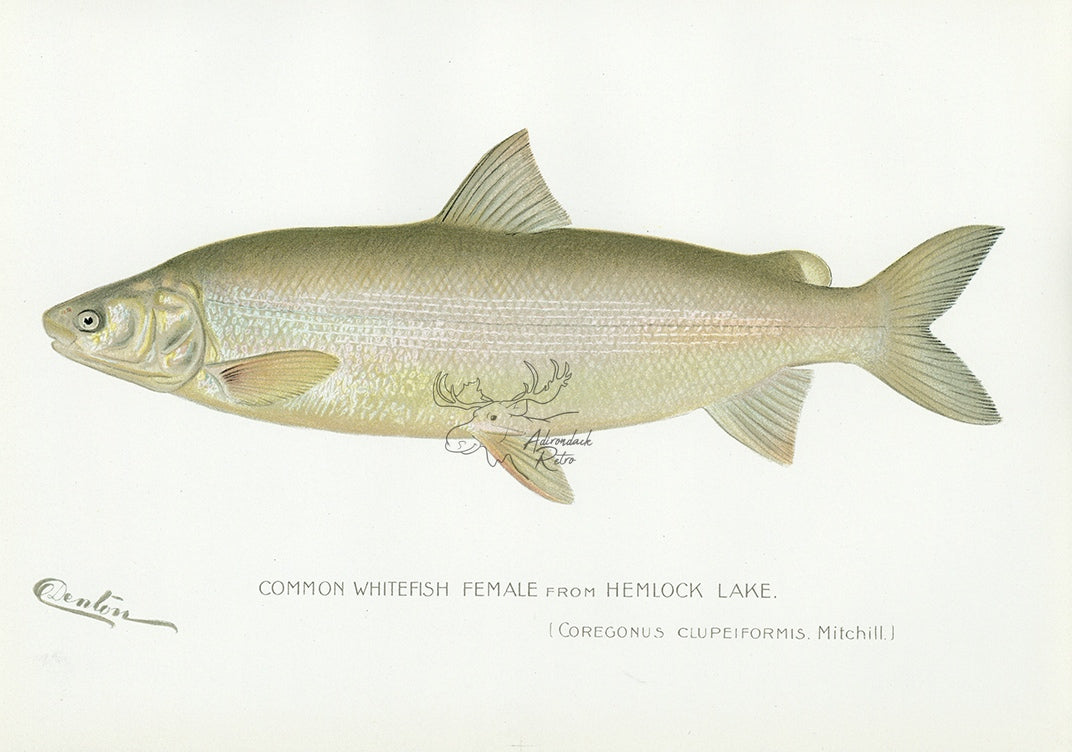 1898 Female Common Whitefish From Hemlock Lake - Sherman F. Denton Antique Fish Print