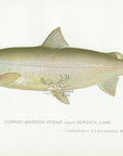 1898 Female Common Whitefish From Hemlock Lake - Sherman F. Denton Antique Fish Print