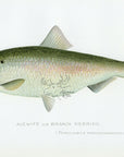 1898 Alewife - Sherman F. Denton Antique Fish Print