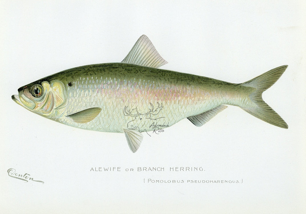 1898 Branch Herring - Sherman F. Denton Antique Fish Print