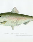 1898 Branch Herring - Sherman F. Denton Antique Fish Print