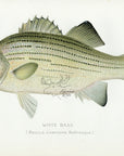 1898 White Bass - Sherman F. Denton Antique Fish Print