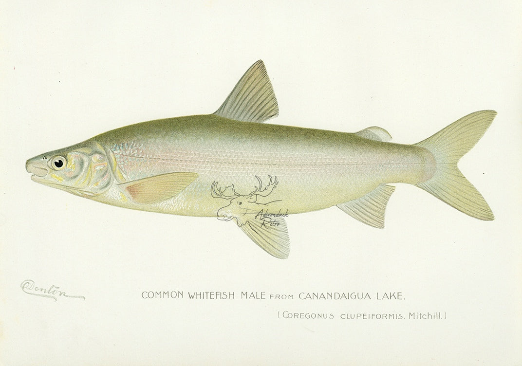 1898 Male Common Whitefish From Canandaigua Lake - Sherman F. Denton Antique Fish Print