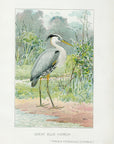 1898 Great Blue Heron - J.L. Ridgway Antique Bird Print