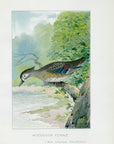1898 Female Wood Duck - J.L. Ridgway Antique Bird Print