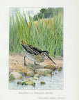 1898 Wilson's Snipe - J.L. Ridgway Antique Bird Print