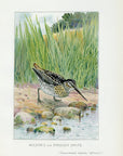 1898 English Snipe - J.L. Ridgway Antique Bird Print