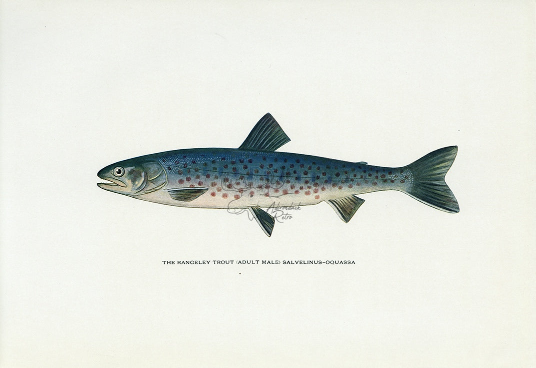 1914 The Rangeley Trout (Adult Male) - H.H. Leonard Antique Fish Print
