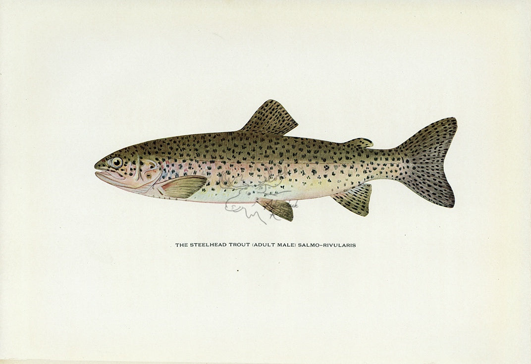 1914 Adult Male Steelhead Trout - H.H. Leonard Antique Fish Print