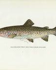 1914 Adult Male Steelhead Trout - H.H. Leonard Antique Fish Print