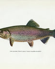 1914 Adult Male Golden Trout - H.H. Leonard Antique Fish Print