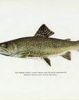 1914 Adult Male Brook Trout (Early Spring Coloration) - H.H. Leonard Antique Fish Print