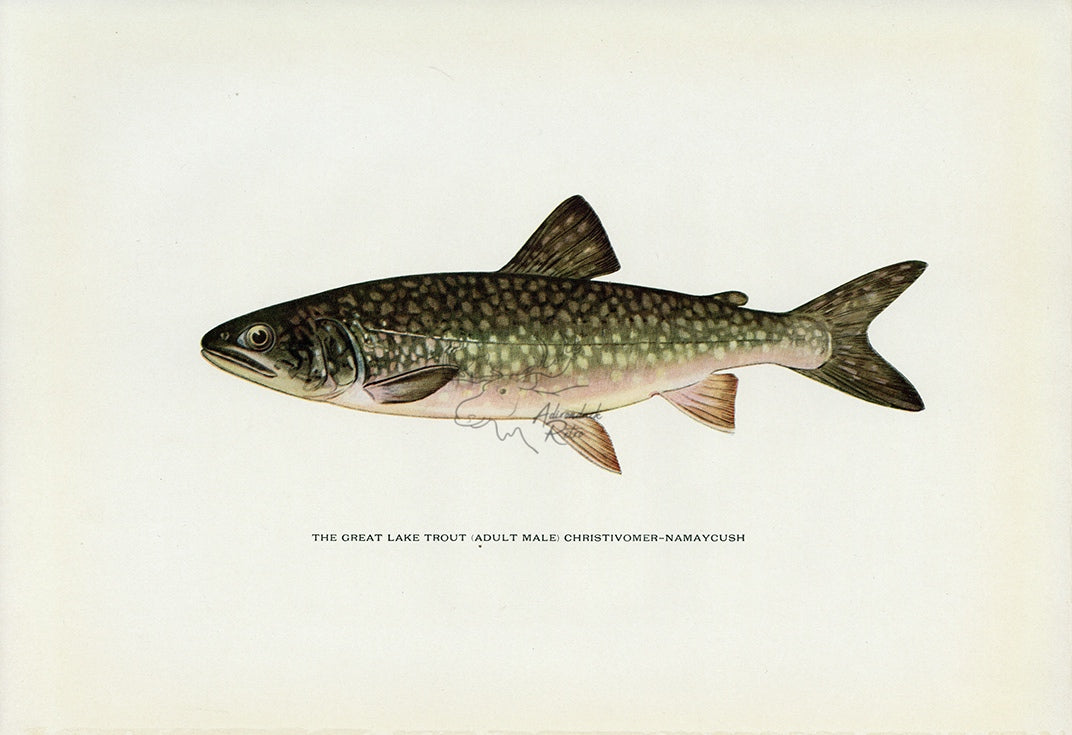 1914 Adult Male Great Lake Trout - H.H. Leonard Antique Fish Print