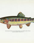 1914 Adult Male Golden Trout Of Volcano Creek, California- H.H. Leonard Antique Fish Print