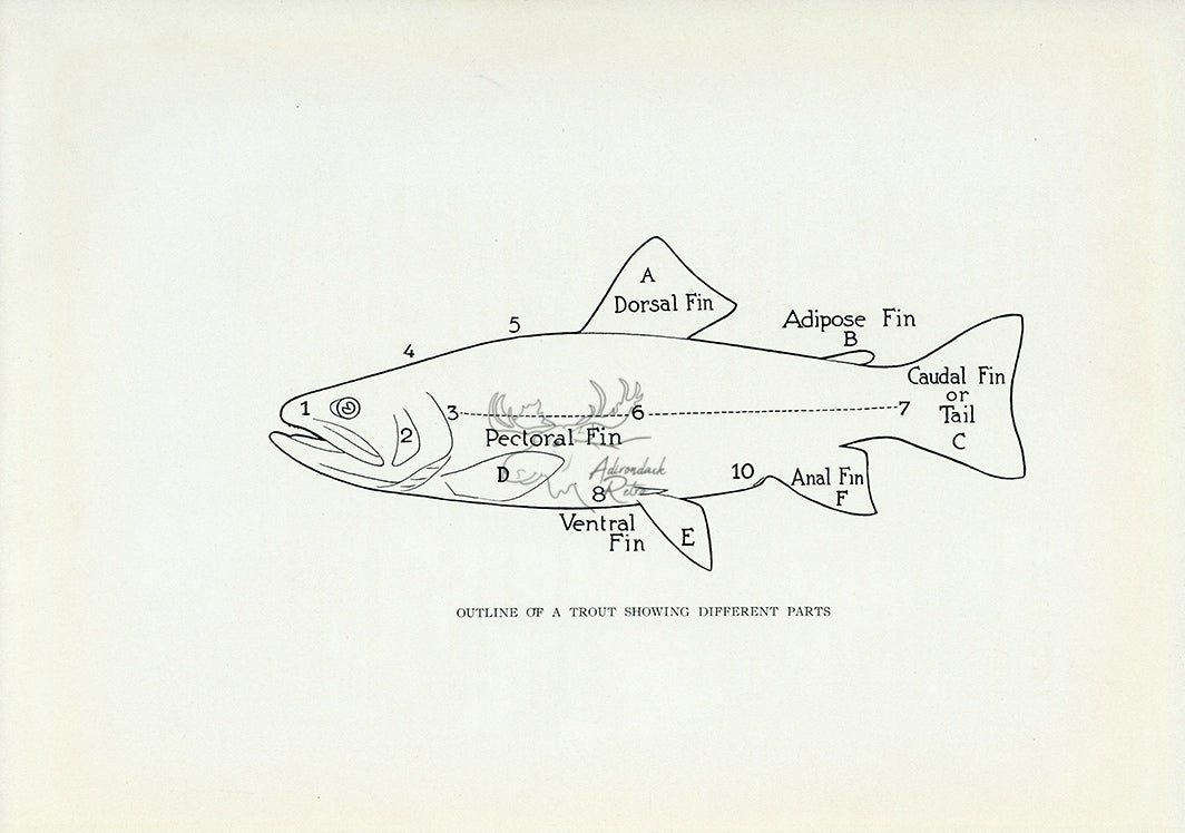 1914 Outline Of A Trout Showing Different Parts - H.H. Leonard Antique Fishing Print